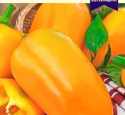 Перец сладкий Бухгалтер