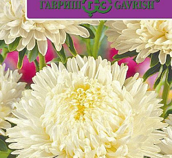 Астра Леди Корал Кремово-белая