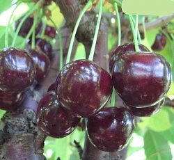 Вишня - Жуковская