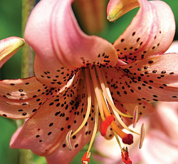 Лилия (азиатская) - Пинк Джайант