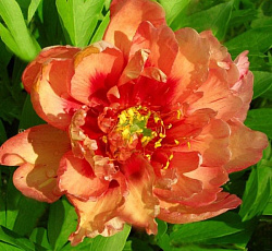 Пион (ИТО-гибрид) - Коппер Кеттл (Люкс)