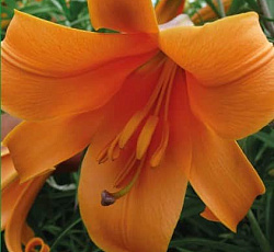 Лилия (трубчатая) - Африкан Квин