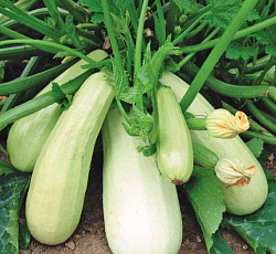Кабачок Белоплодные