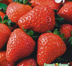 Земляника Вкуснятина F1 (клубника)