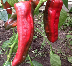 Перец сладкий Какаду F1