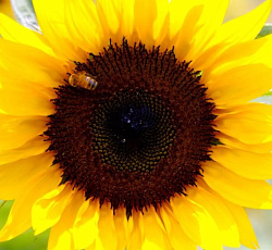 Подсолнечник Солнечный круг