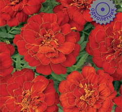 Бархатцы отклоненные Дуранго Ред