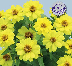 Цинния гибридная Каприз Еллоу