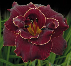 Лилейник (гибридный) - Найт Эмберс (Люкс)