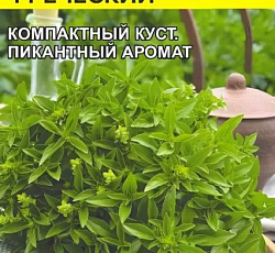 Базилик Греческий