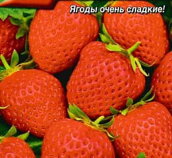 Земляника ремонтантная Медовый вкус F1 (клубника)