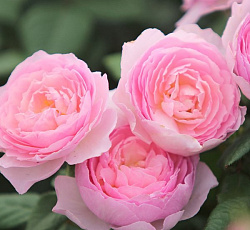 Роза (английская парковая) - Эйншент Маринер