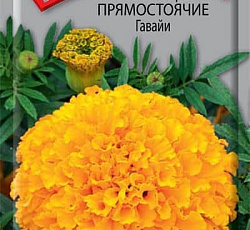 Бархатцы прямостоячие Гавайи