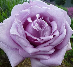 Роза (чайно-гибридная) - Блю Мун