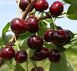 Вишня (дюк) - Надежда