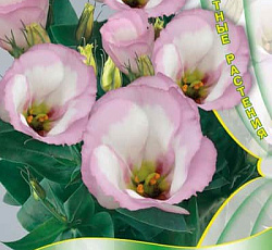 Эустома (лизиантус) Сапфир Розовая дымка