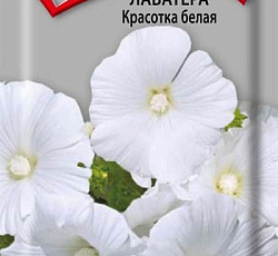 Лаватера Красотка белая