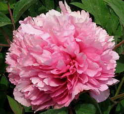 Пион (древовидный) - Герои