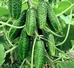 Огурец Дружная семейка F1