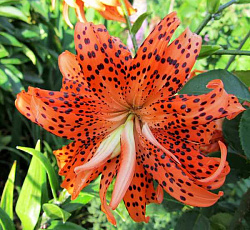 Лилия (азиатская махровая) - Флоре Плено