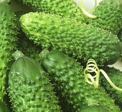 Огурец Малыши-карандаши F1