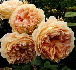 Роза (английская парковая) - Краун Принцесс Маргарет