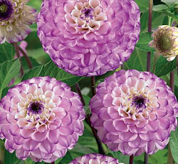 Георгина (шаровидная) - Дженова