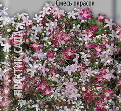 Гипсофила изящная (смесь окрасок)