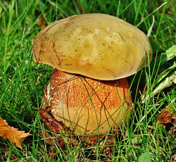 Дубовик оливково-бурый