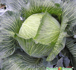 Капуста белокочанная Мегатон F1