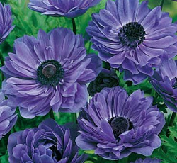 Анемона (корончатая) - Сент Бриджит Лорд-лейтенант