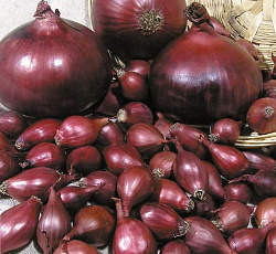 Лук-севок Ред барон (Россия)
