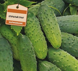 Огурец Малышок