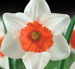 Нарцисс (крупнокорончатый) - Декой
