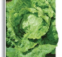 Салат Крупнокочанный