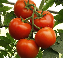 Томат Екатерина Великая F1