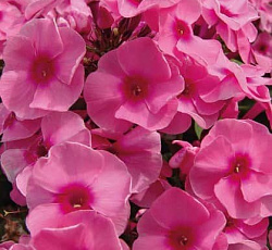 Флокс метельчатый Джефс Пинк - весенние цветы почтой