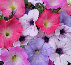Петуния Супертуния Редкие окраски F1