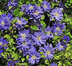 Клематис (крупноцветковый) - Коперник (Люкс)