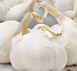Лукочеснок Рокамболь (слоновий чеснок)
