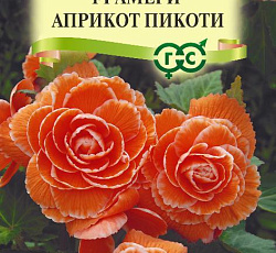 Бегония клубневая Амери априкот пикоти F1