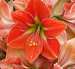 Амариллис (простой) - Терра Котта Стар (Люкс)