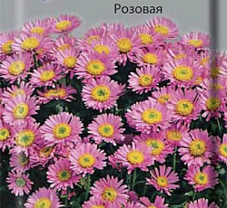 Астра Альпийская Розовая