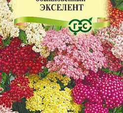 Тысячелистник обыкновенный Экселент