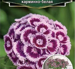 Гвоздика турецкая Бодештольц Карминно-белая F1