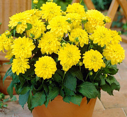 Георгина (декоративная) - Гэллери Пинто