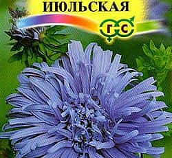 Астра Июльская Темно-синяя