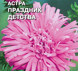 Астра Страусово перо Праздник детства