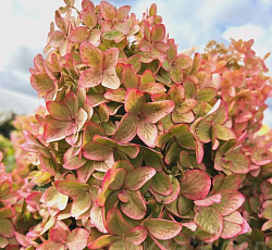 Гортензия (метельчатая) - Металлика (Люкс)