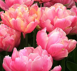 Тюльпан (Махровый поздний) - Пинк Стар